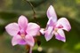 Ground Orchids