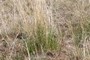 another grass