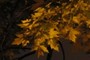 maple tree