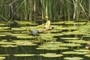 A turtle