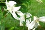 Lily Garden