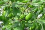 nearbynature plum
