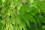 nearbynature maple (acer) seeds