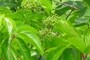 nearbynature wild grape