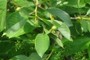 nearbynature cherry