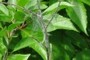 nearbynature web