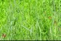 nearbynature grass