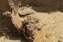Bone Fragment and Reeds