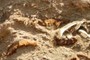 Reeds and Bone Fragments