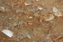 Shell Middens