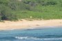 Monk seal on beach