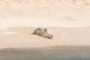 Another Monk Seal