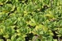KCC Botany Class Plant 3