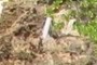 Metal pipe