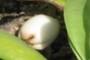 Naupaka fruit