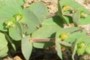 KCC Botany Class Plant 4
