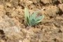 KCC Botany Class Plant 5