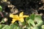 KCC Botany Class Plant 6