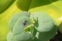 Insect