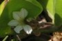 Naupaka Flower