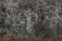 Stonefly exoskeletons
