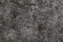 2 Stonefly exoskeletons 