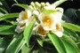 Flowers of Izu