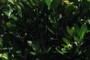 Fukugi Tree