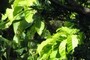 Light colored leaf plant
