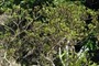 Small leaf tree