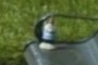 Gnome
