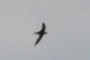 Its a bird