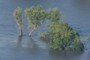 flooded trees