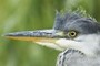 Heron