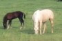 Grazing horses