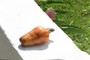 Caju - Cashew 
