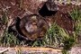 Lodge Pole Pine