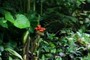 Red Flower