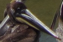 223558-210x140