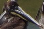Brown Pelican