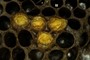 Drone Cells