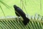 Blackbird