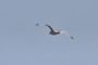 Sea Gull caught in panorama