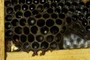 Hatched Drone Cells