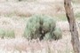 Sagebrush