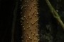 Socratea exorrhiza