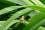 Grasshopper