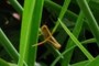 Grasshopper