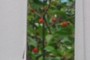 Cherry Tree