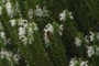 Honeybee